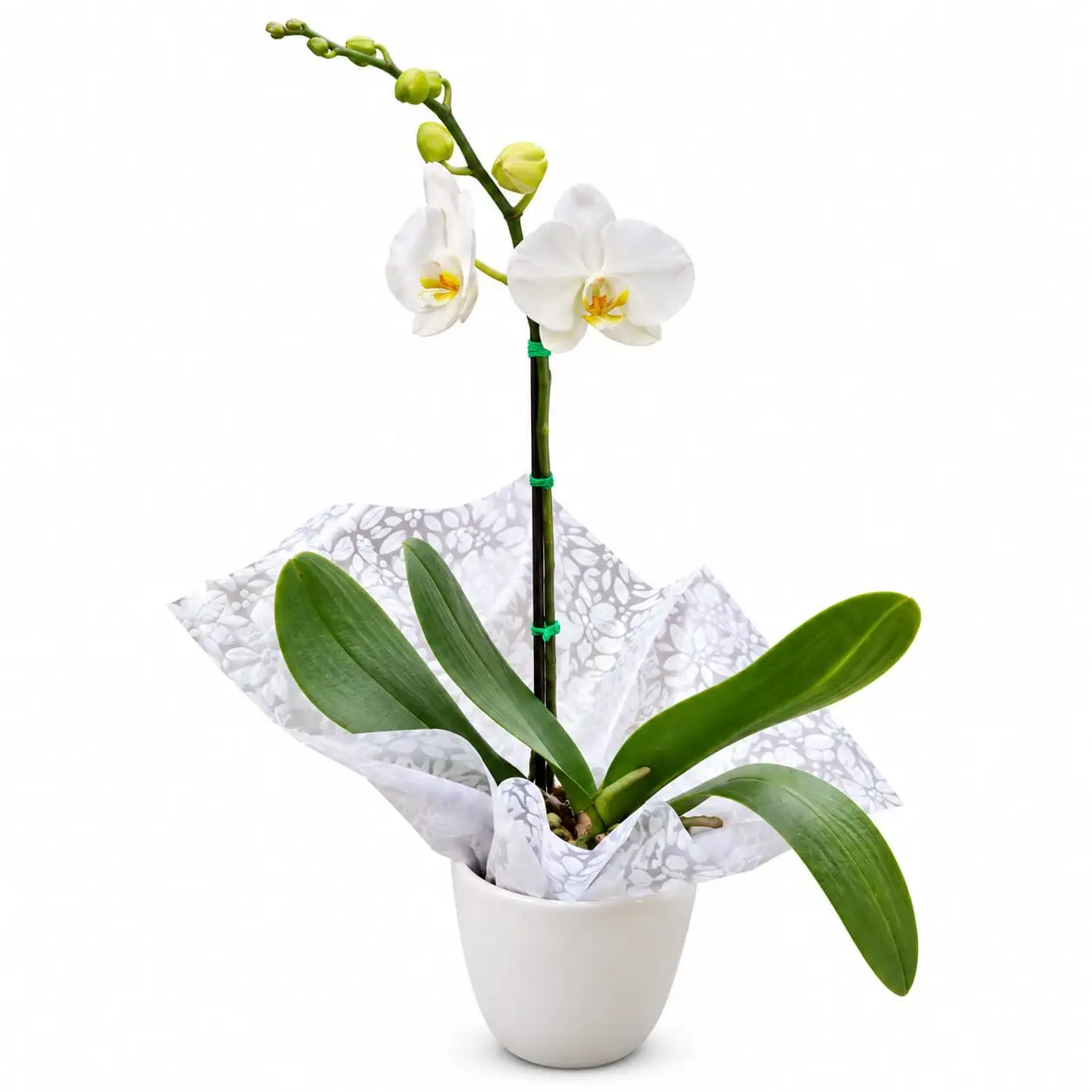 maceta de orquídea natural a domicilio en Lima entrega el mismo día
